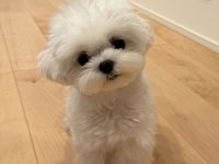 TR de TEK BU GUZELLİKTE SNOW MALTESE