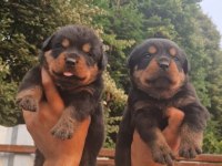 Koca kafalı rottweiler yavrular