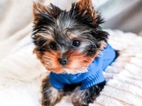 Çok akıllı sorunsuz ev köpeği