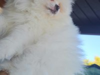 Pomeranian boo ayı surat erkek