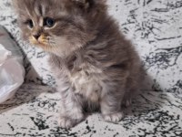 Teslime hazır british longhair bebekler