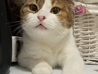 Scottish fold takip şartıyla ücretsiz yuva