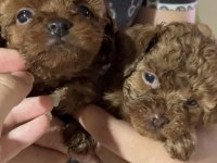 Orjinal saf kan red brown poodle türünün en iyi kalitesi