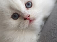 A Kalite Safkan British Longhair Yavrularımız