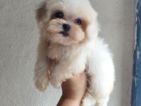 Teacup Dişi Kore Maltese