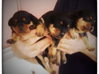 ORJİNAL Minyatür pinscher yavruları