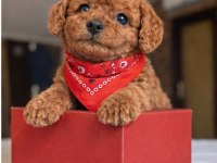 Mağazamızdan Red Brown ToyPoodle