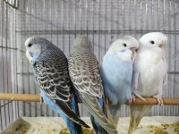 ALIŞTIRMALIK JUMBO MUHABBET KUŞU YAVRULAR