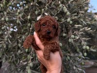 Güvenilir ve referanslı çiftlikten toy poodle bebekler