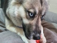 Köpeğimiz maya kızımızı mecburen sahiplendiriyoruz