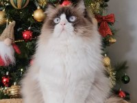ÖZEL OLMAK İSTEYENLERE RAGDOLL