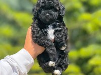 Benimle tanışmadın mı hala maltipoo