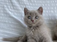 Teslime hazır british shorthair yavrular yuvasını arıyor