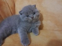 Yavrularımız çok güzel saf ırktır scottish fold