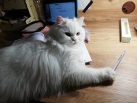 Genç beyimize eşleşme arıyoruz british longhair