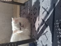Prenses İran Kedisi Mia