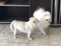 Sahiplendirilecek pomeranian boo
