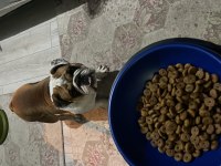 İngiliz Bulldog Köpeğimiz