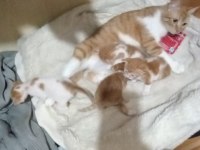 4 küçük yavru kedimize yuva arıyoruz