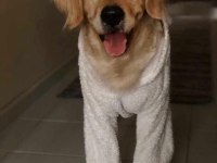 Golden retriever oğlumuza yuva arıyoruz