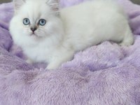 British longhair full şecereli babanın yavruları