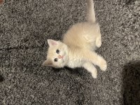 Anne Baba Şecereli Safkan British Shorthair AY12