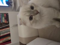 1 yaşında scottish fold erkek