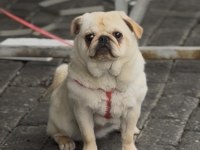 6 AYLIK AŞILARI TAM DİŞİ WHİTE PUG