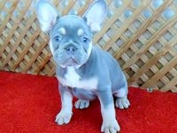LİLAC AND TAN QUAD DİŞİ FRENCH BULLDOG