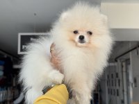 Ankaranın en seçkin pomeranian boo yavrusu