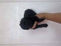 Kore kan siyah toy poodle bebekler