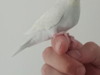 YEME DÜŞECEK MUHABBET KUŞLARI İÇİN ULAŞIN