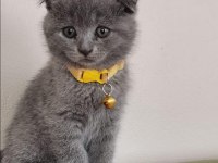 Sevimli Erkek Scottish Fold
