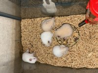 Bebek Suriye Hamster