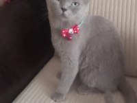 Dişi 3 yaşında british shorthair kedimiz