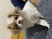 1 buçuk yaşında pekinez (dişi)
