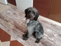 Taşındığımız için köpeğimi sahiplendiriyorum