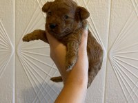 Toy Poodle Yavrularımız