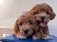 SEVİMLİ MALTİPOO YAVRULARIMIZ