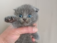 1 aylık british shorthair yavrular
