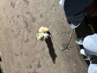 Pomeranian boykamıza güzel bir yuva