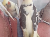 Bir buçuk aylık ve 4 aylık sultanlar mevcut