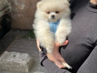 Pomeranian miniğimize yeni bir ev arıyoruz