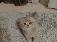 Nadir renkte scottish fold