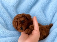 Kore teacup erkek poodle yavrular