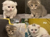1 aylık scottish fold bebekler