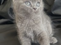 50 günlük dişi british shorthair