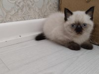 Brıtısh blue poınt 2 aylık yuva arıyoruz