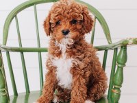 Cavapoo Yavruları Sağlık Ve Irk Garantili