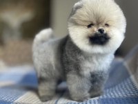 AYI SURAT POMERANİAN BOO YAVRULAR